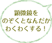 顕微鏡をのぞくとなんだかわくわくする！